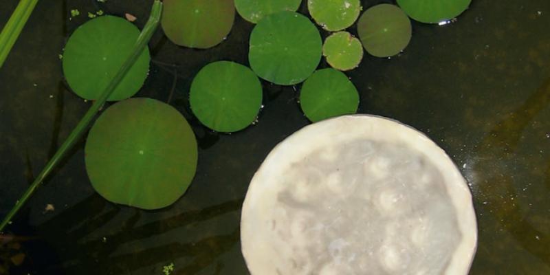 EPHEMEROS| Virginia Lopez