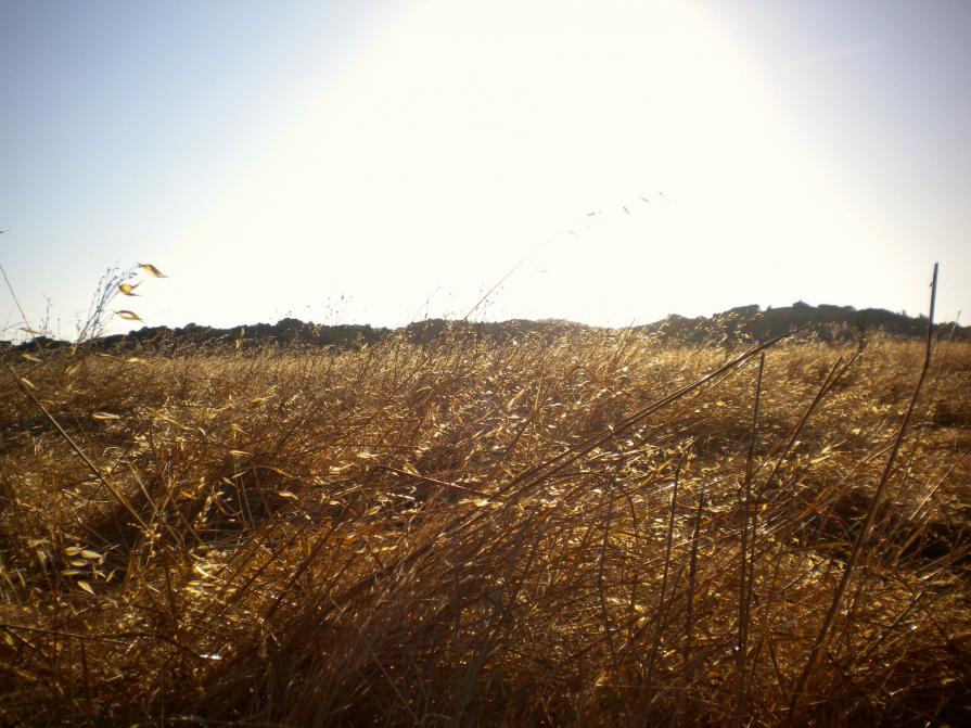 Alston Park, July 2010
