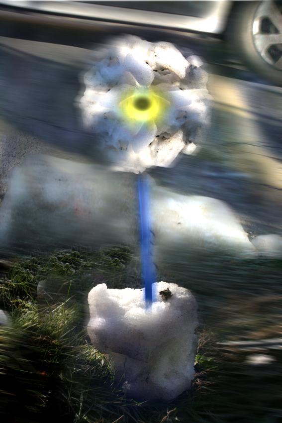 un fiore x ernesto,la vicinanza verso un uomo è ravvivata dal dolore profuso attraverso la rete.