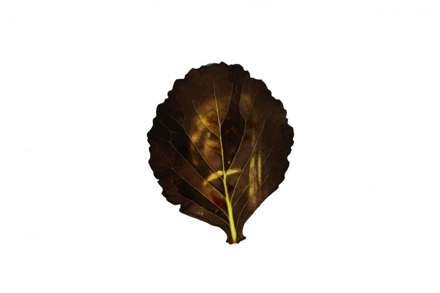 Photosynthegraph - Vermeer’s Girl with a Pearl Earring printed on a leaf with photosynthesis