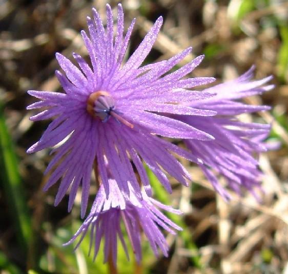 Soldanella
