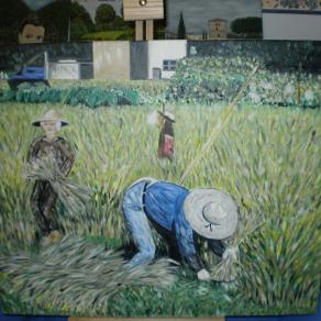 La raccolta del riso