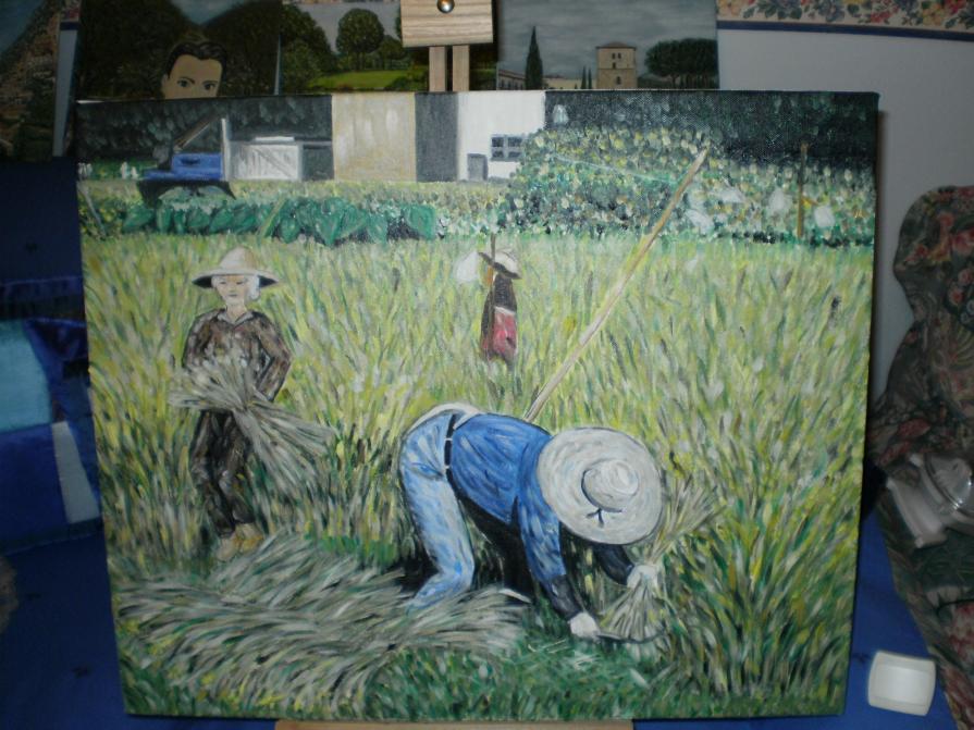 La raccolta del riso