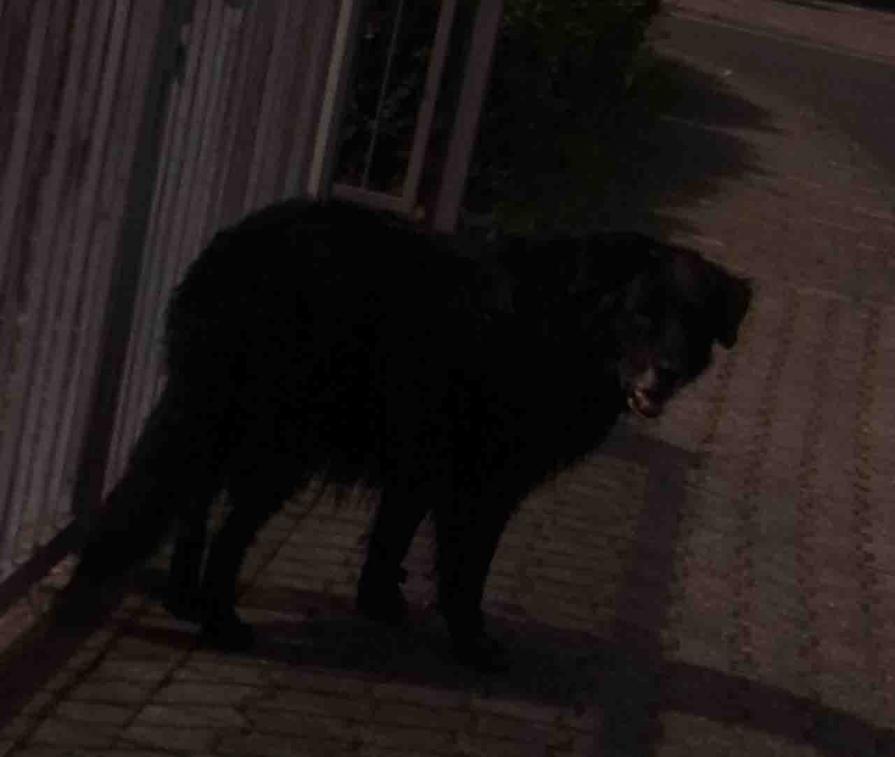 Man or Dog , Origin 1