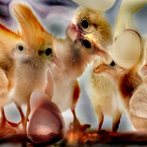 con ogm la natura muta ...vedi??????