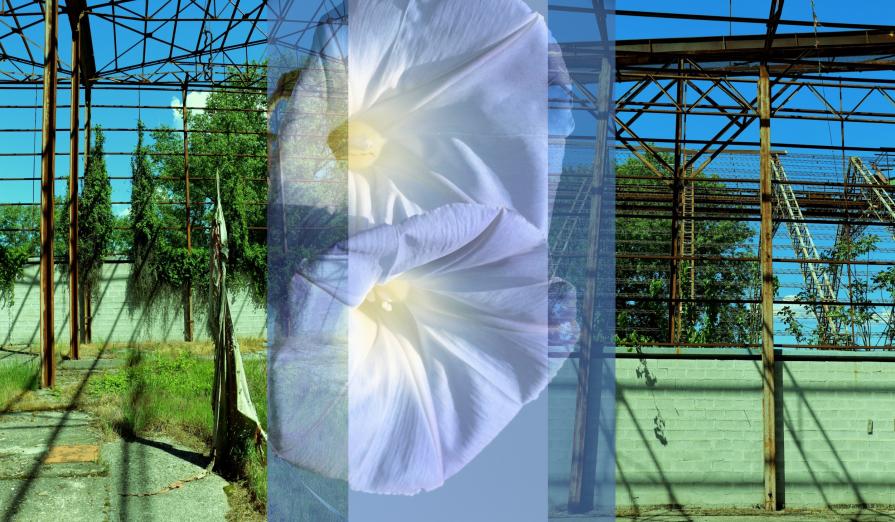 "....in quali lingue dovrebbe uno parlare per risanare il mondo? E davvero ci sono cinquanta parole per dire luce?"