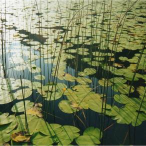 Ninfee sul lago d'Ampola