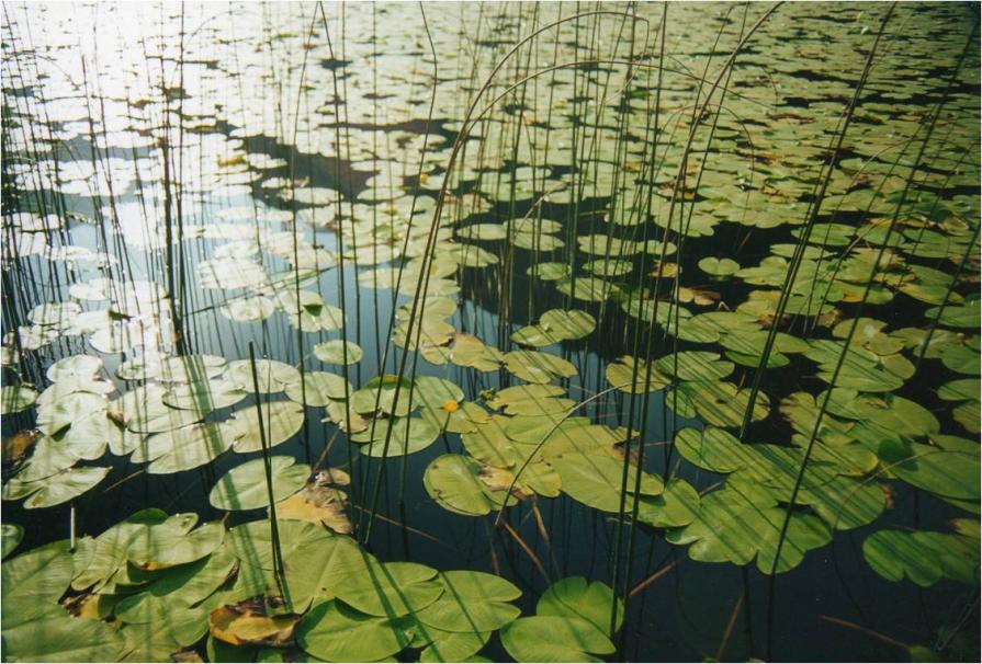 Ninfee sul lago d'Ampola