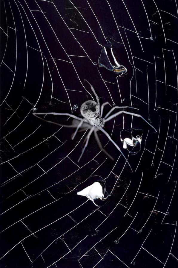 a-chromo della vedova nera.