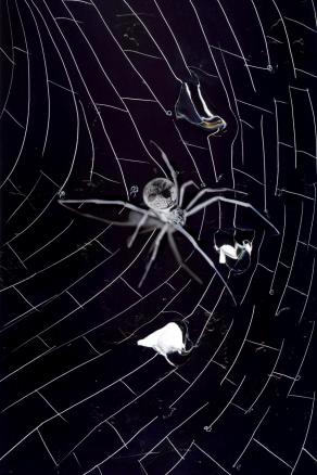 a-chromo della vedova nera.