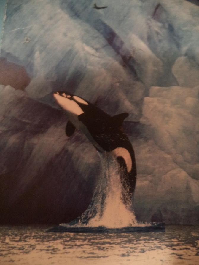 orca