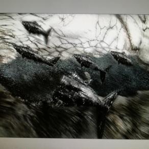 Acquari moderni nelle nostre città con nuovi pesciolini ....