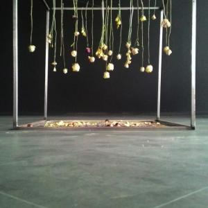 operetta vegetale operetta vegetale