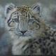 Snowleopard