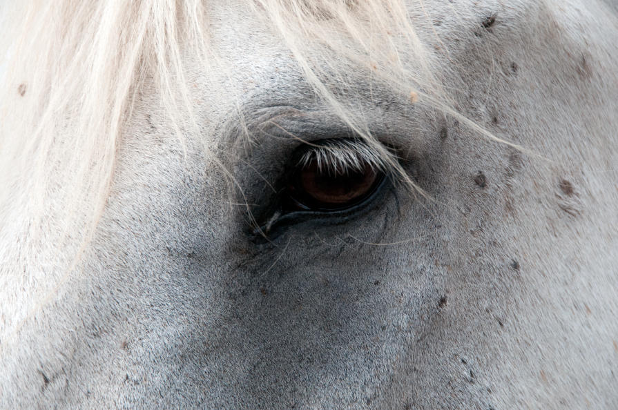 Occhio nudo - (Naked eye)