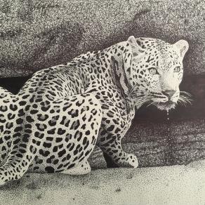 Leopard drinking water Leopard drinking water