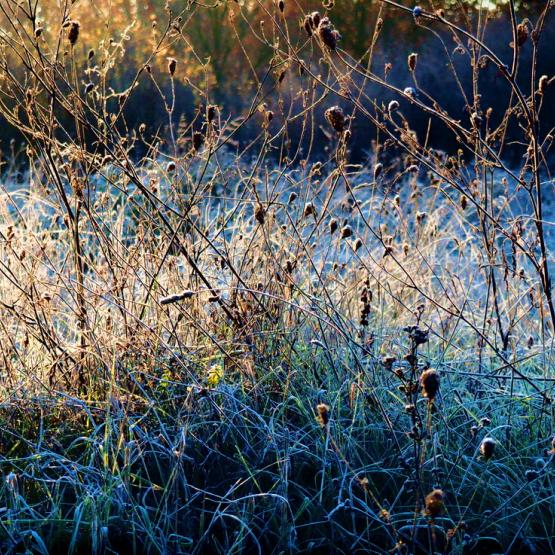 Una fredda mattina   - A cold morning - 