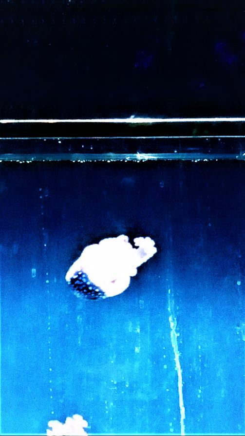 STATO DI SBADIGLIO PERMANENTE