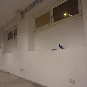 AZIONE PIRATA- DINOSAURO FLASH AZIONE PIRATA- DINOSAURO FLASH