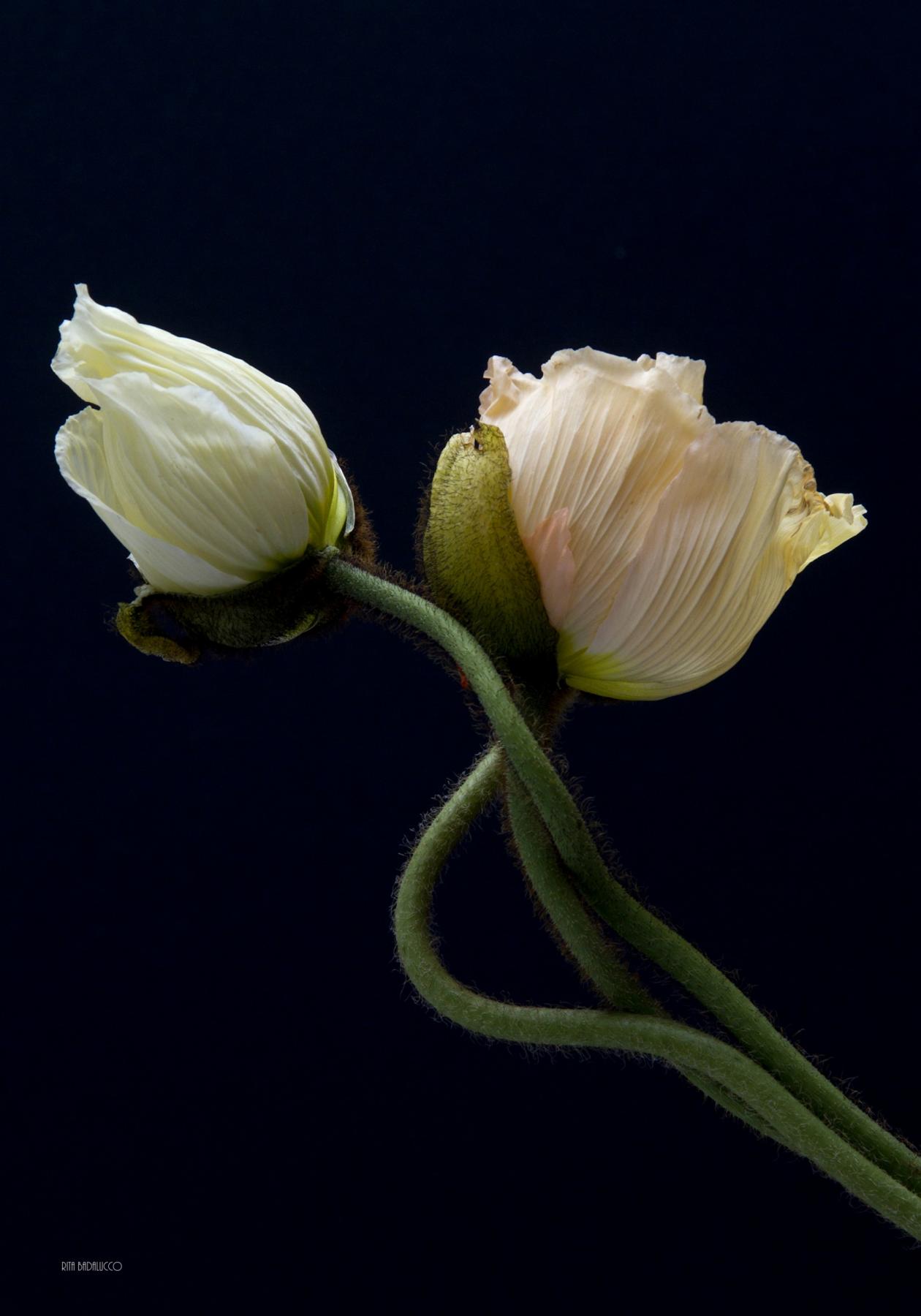 MACRO&STILL LIFE MACRO&STILL LIFE