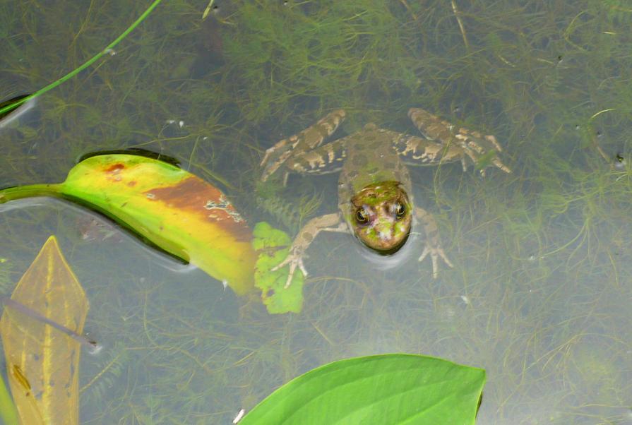 Le prince charmant !