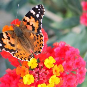 Butterfly on flowers