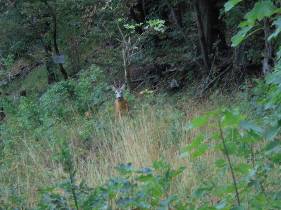 capriolo sul monte tarinè