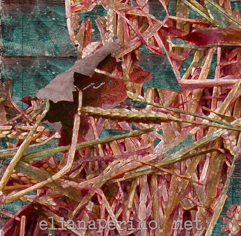 fogliarossa12 dettaglio