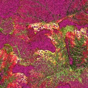 Leaves of vines II Leaves of vines II