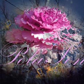 Un cavolo al tramonto