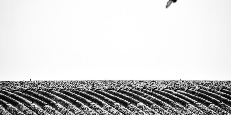 III° Premio Paola Occhi | Fotografia e Pittura