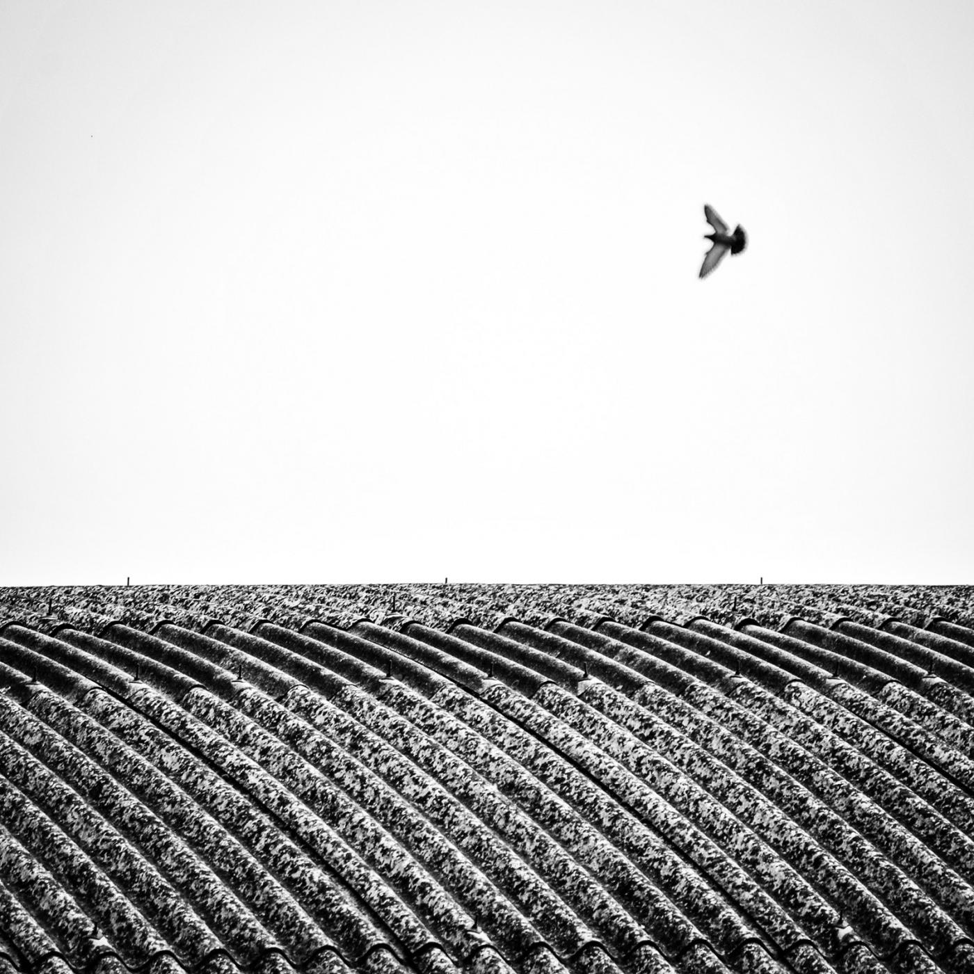 III° Premio Paola Occhi | Fotografia e Pittura