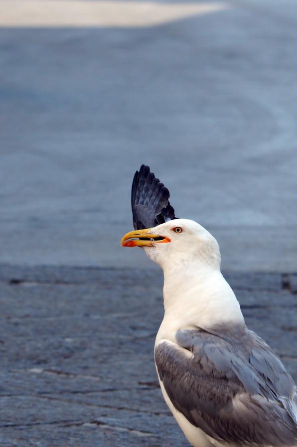 Natura metropolitana 