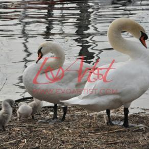 The real shape of love