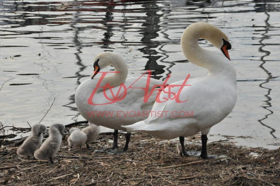 The real shape of love