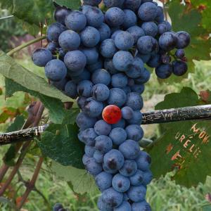 "Cantico dei Cantici"