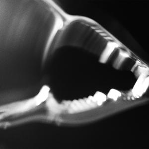 Nutcracker Nutcracker