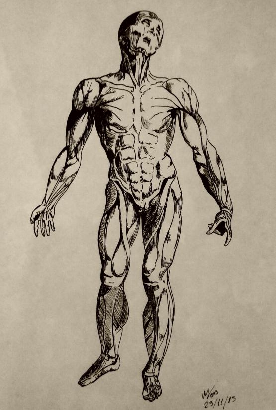 Studio anatomico