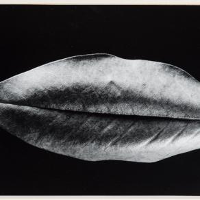 Cosimo Savina - Dalla serie Foglie - stampa ai sali d'argento