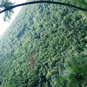 Celestino V TRA ARTE E EREMITAGGIO- a cura di Roberto Cumbo e Laura Mocci