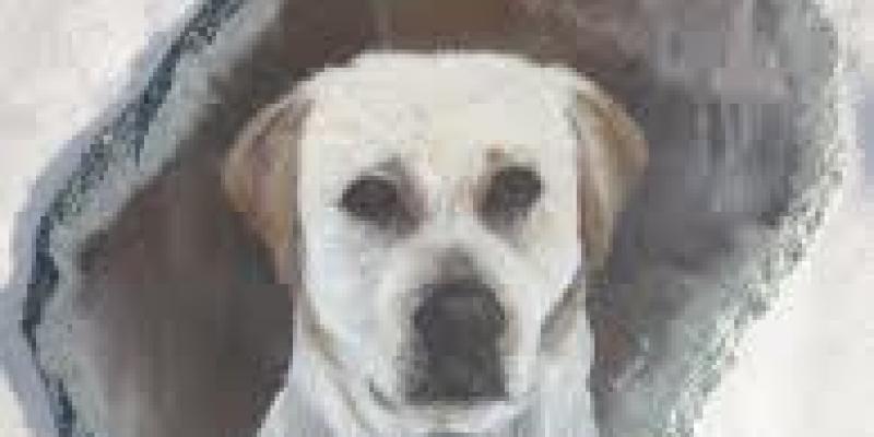 Anche gli animali hanno un anima