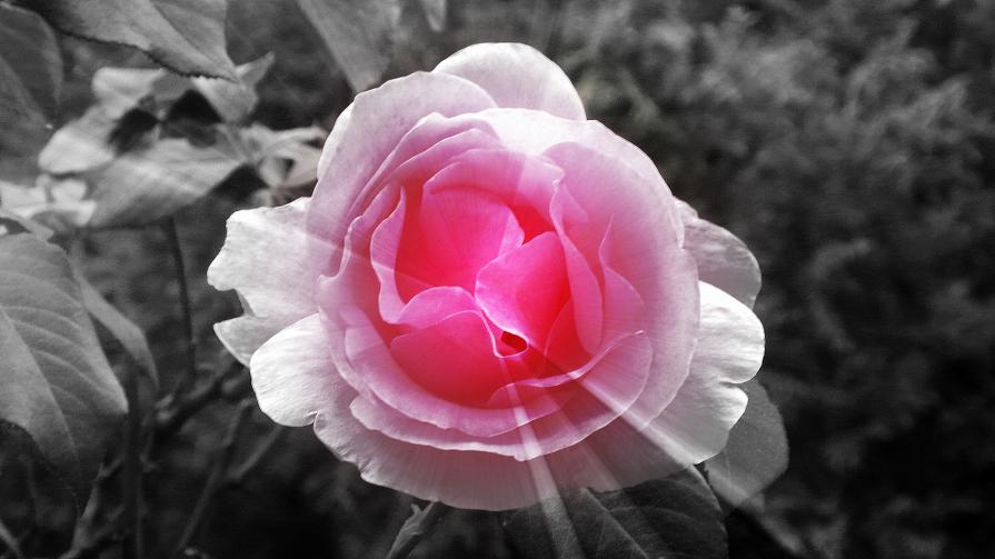 Le Petit Prince a dit...