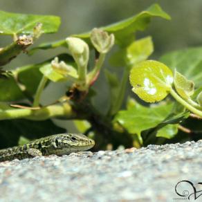 Fascino del rettile: Nei suoi occhi l'eternità [M.M.]