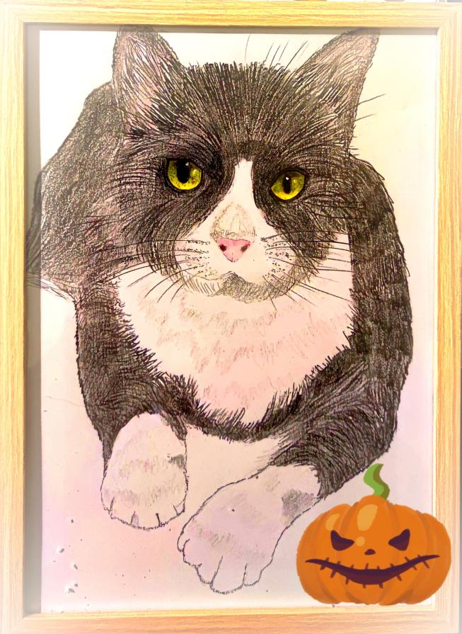 Gli occhi di un gatto sono finestre che ci permettono di vedere dentro un altro mondo...