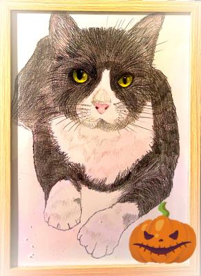 Gli occhi di un gatto sono finestre che ci permettono di vedere dentro un altro mondo...