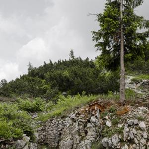 Federico Donato, Cento