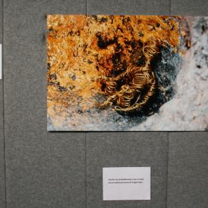 Meeting del mare - L'invisibile