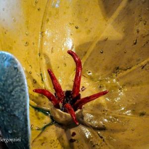 FIORI IN VILLA al CLUB MERIDIANA DI MODENA