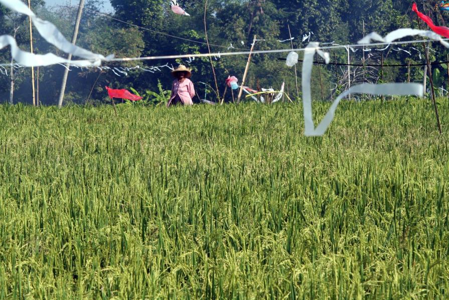 La protettrice della risaia