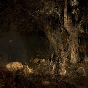 The Quest for the Blue Flower / 2010